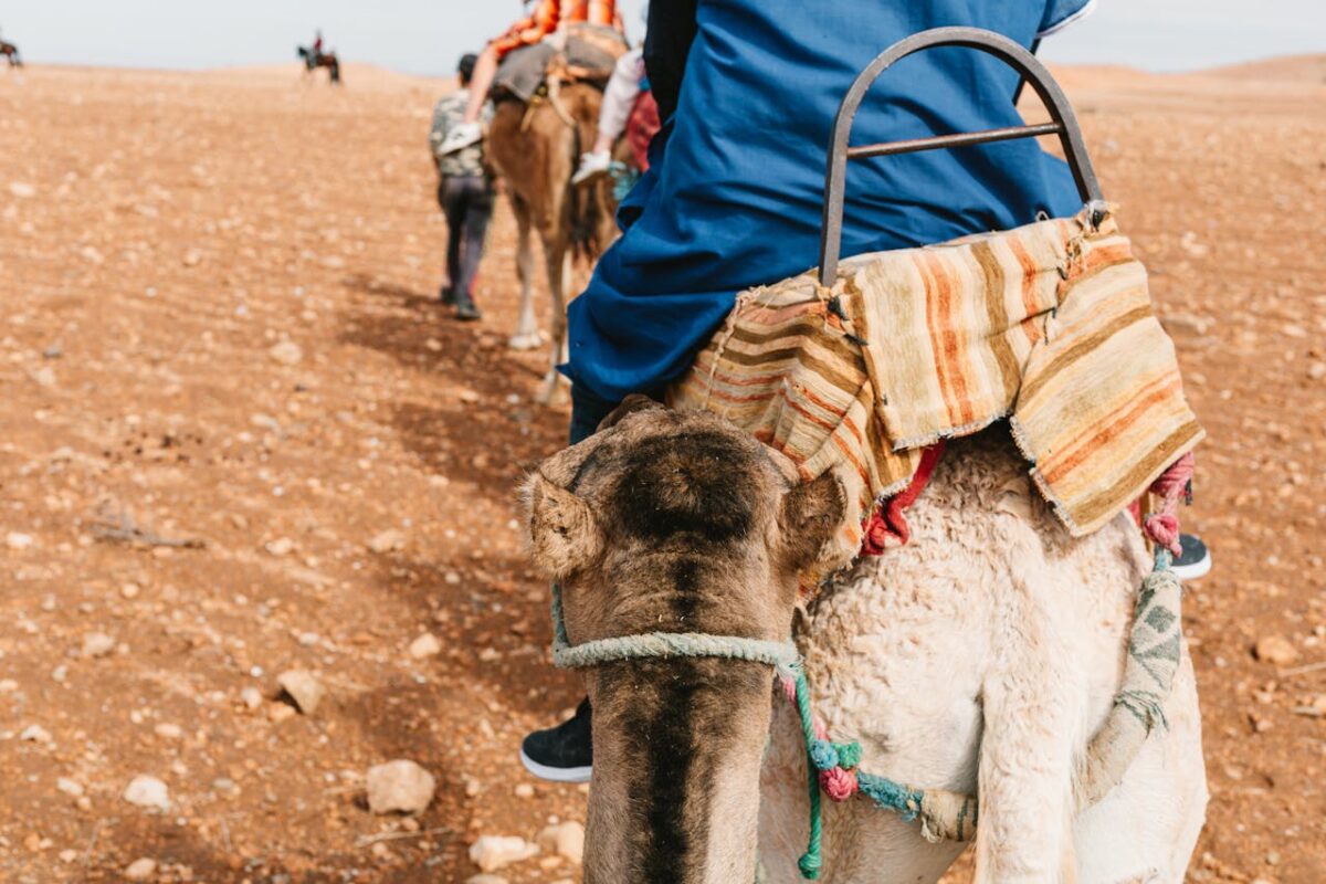 creative-approach-img Camel caravan traversing the arid landscapes of Lalla Takerkoust, offering a unique travel experience.